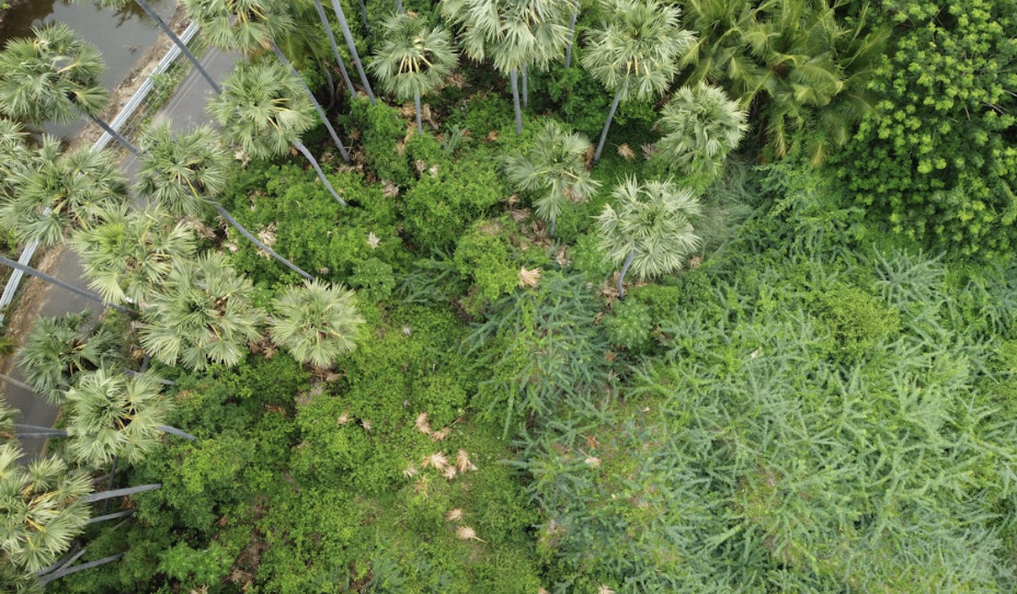 Vegetation Cover (FVC)