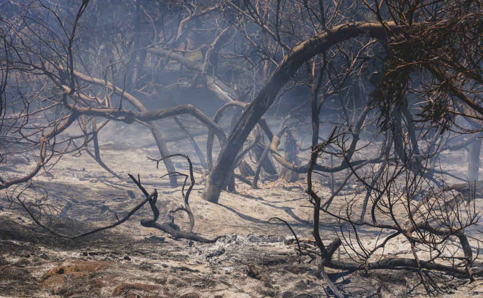 Burn Severity (NBR)