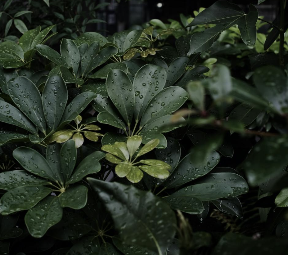 Vegetation Health (NDVI)